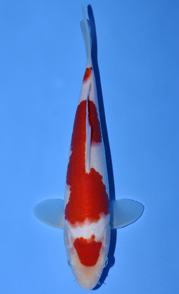 Maruten Kohaku