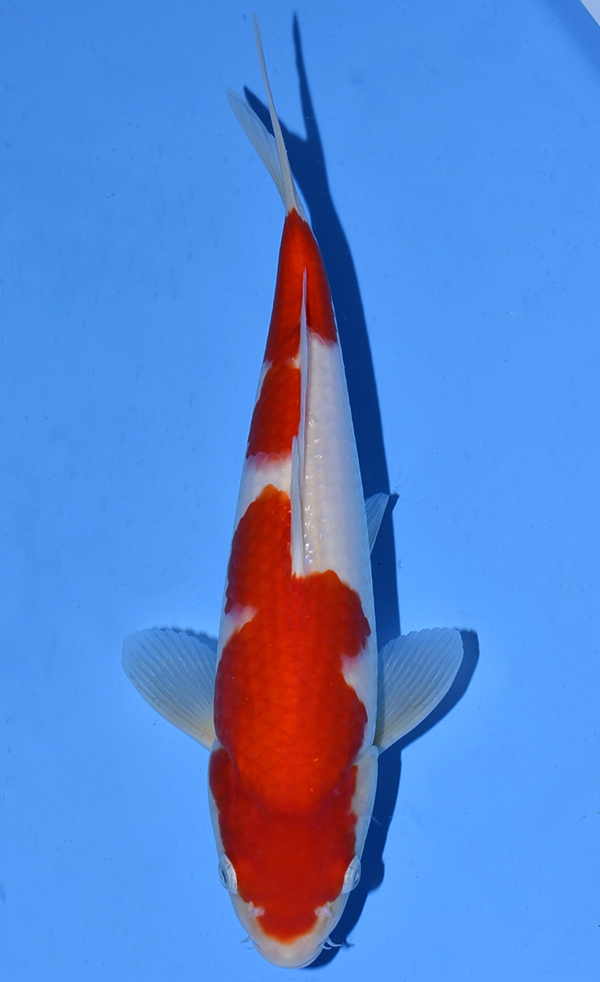 Sakai Kohaku