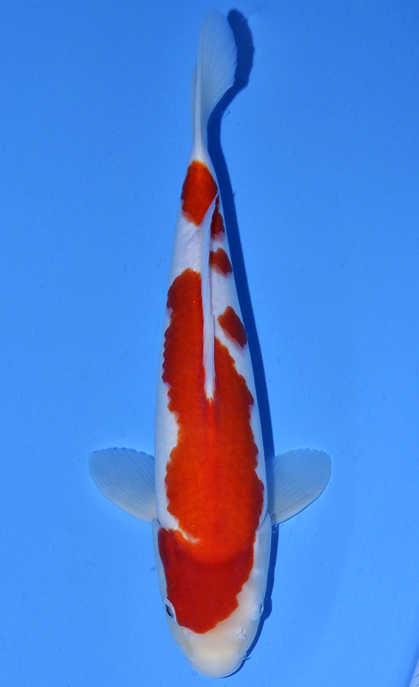 Kohaku