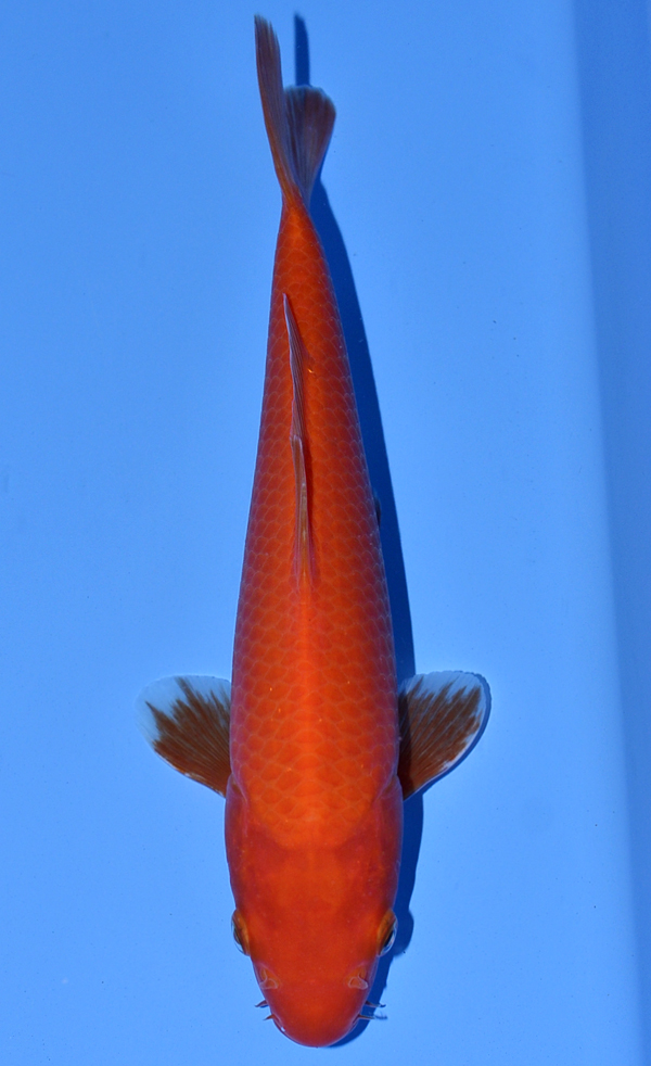 Koi Auction