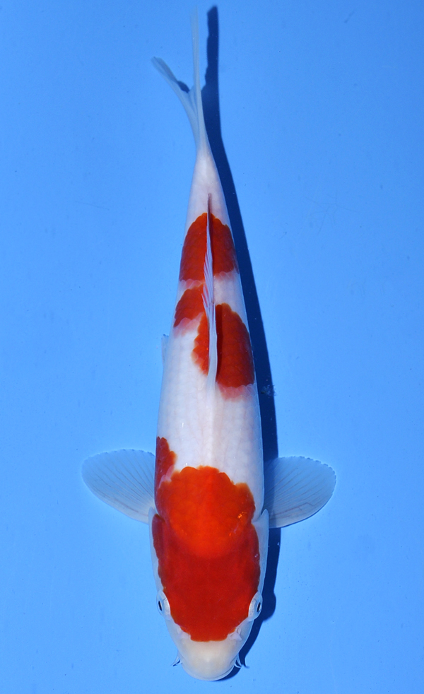 Kohaku