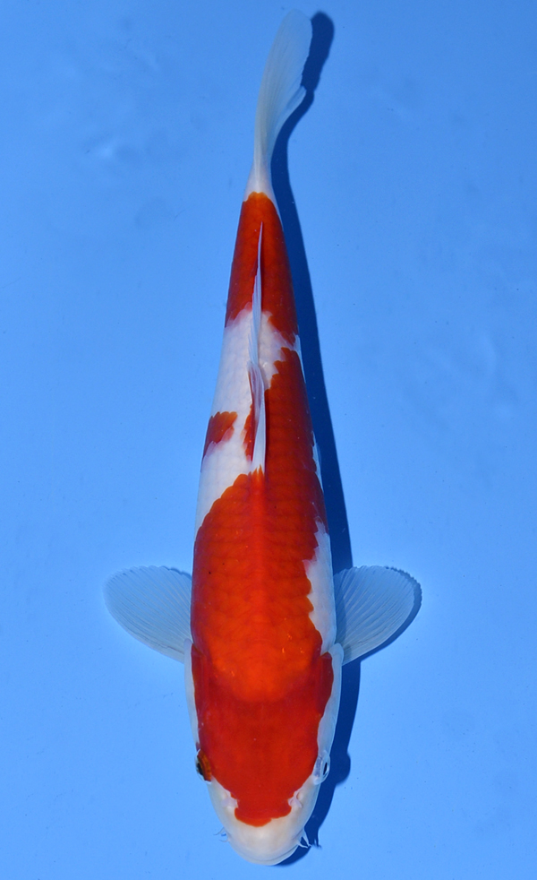 Kohaku