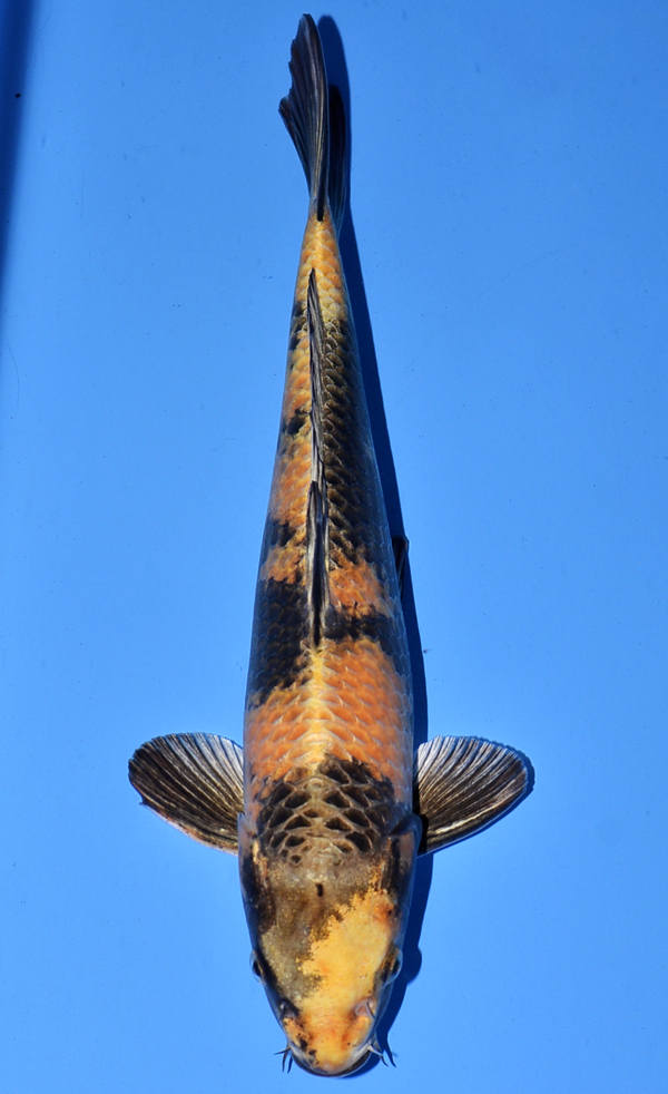 koi fish with vibrant orange and black coloring