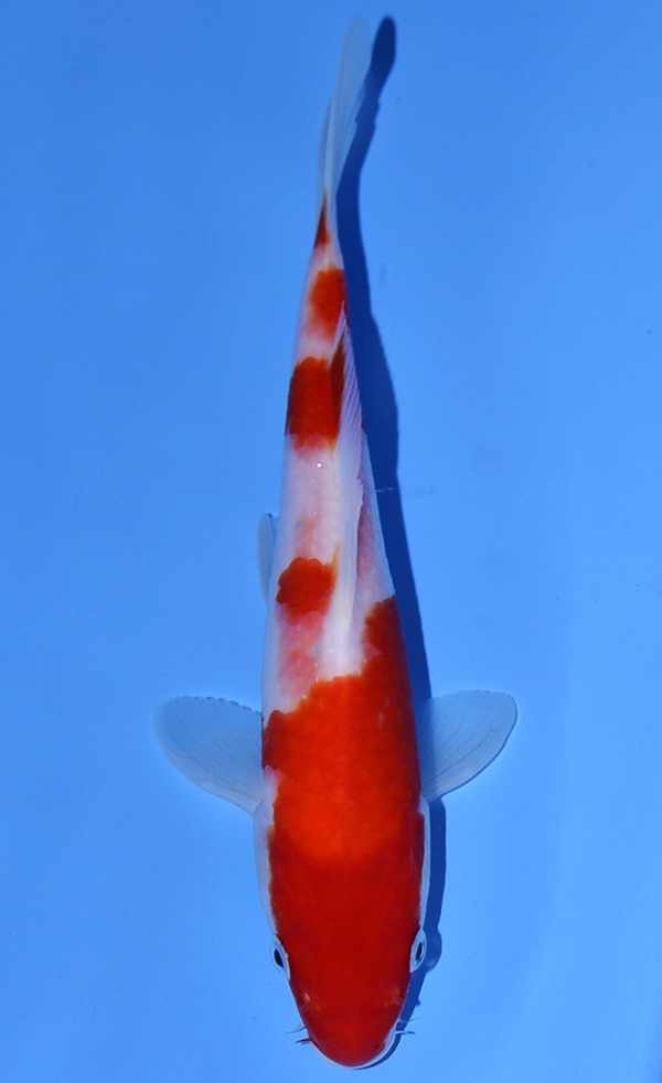 Kohaku