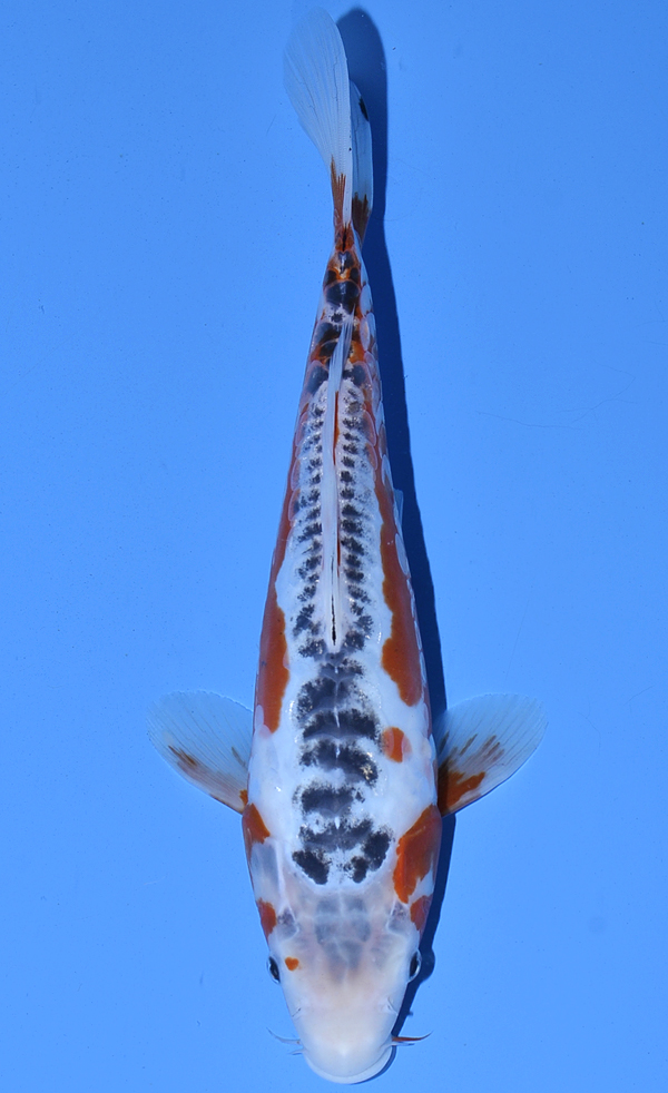 koi-auction