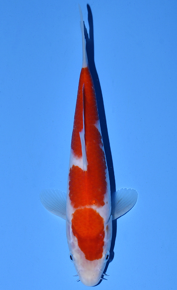 Kohaku