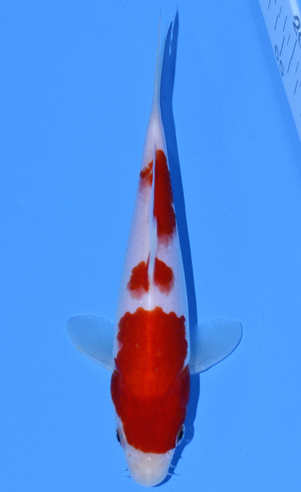 Kohaku