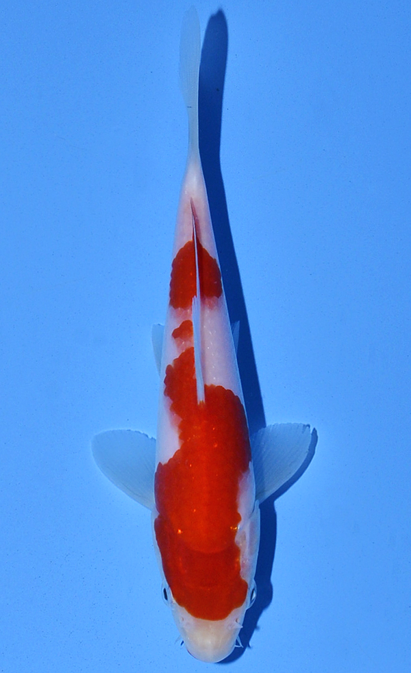 Kohaku