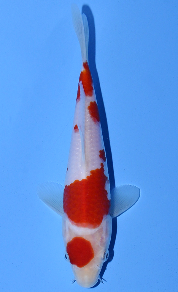 Maruten Kohaku