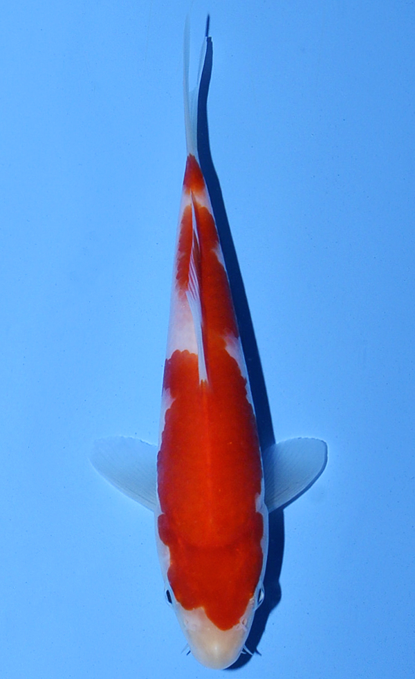 Kohaku