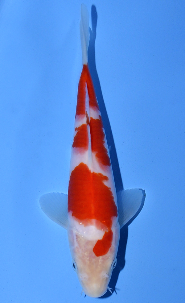 Kohaku