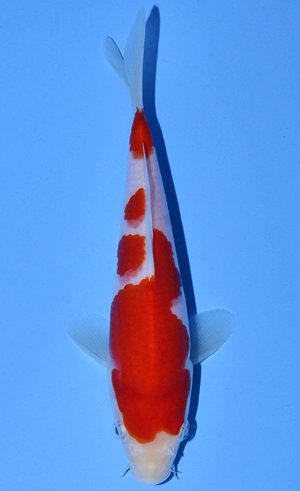 Kohaku