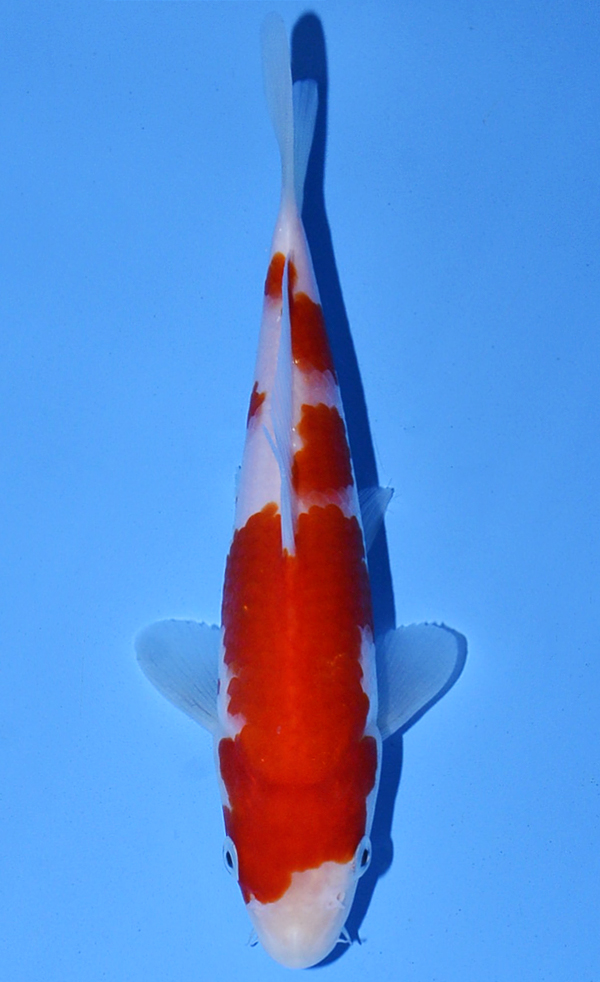 Kohaku