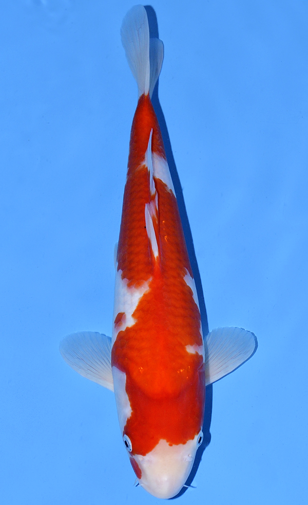 Kohaku