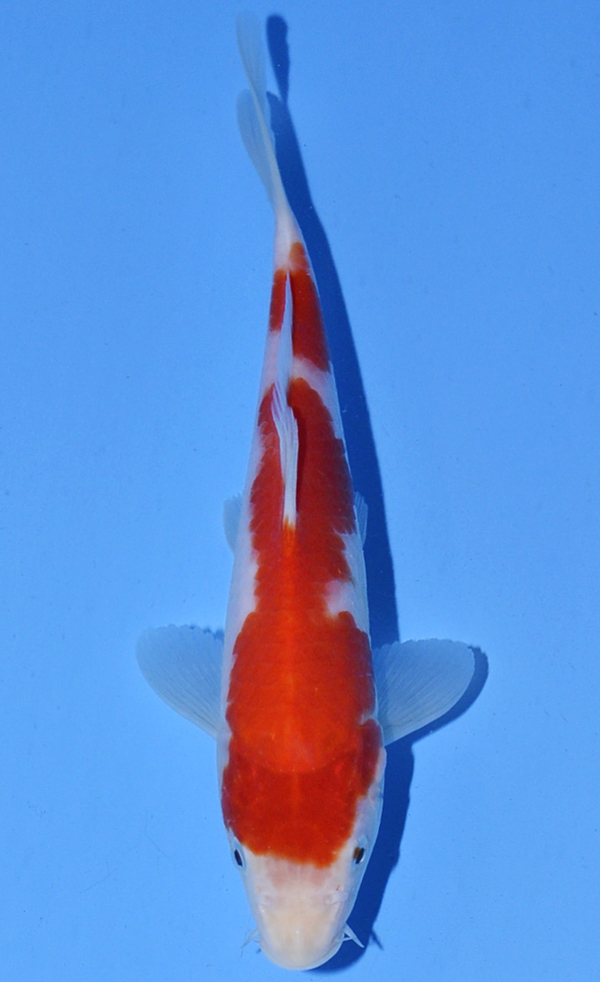 Kohaku