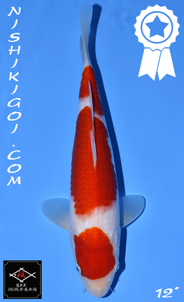 Maruten Kohaku