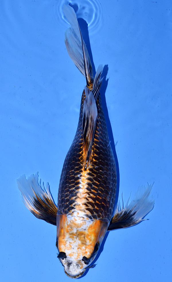 Longfin Matsuba