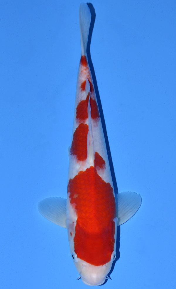 Kohaku