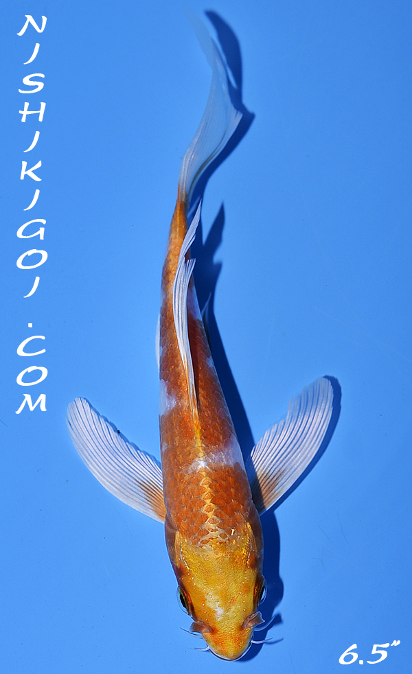 Longfin 