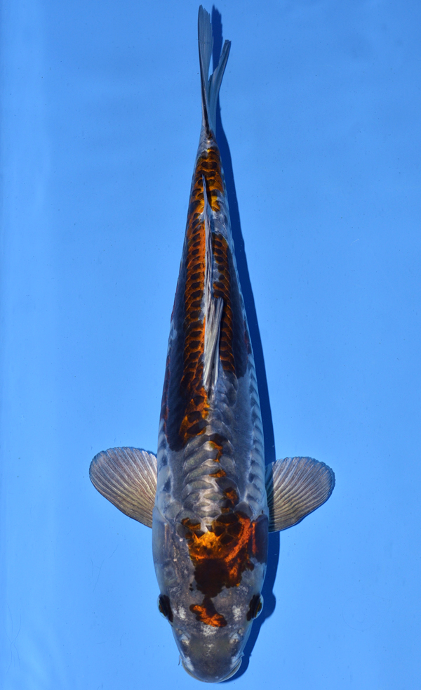 Kawarigoi