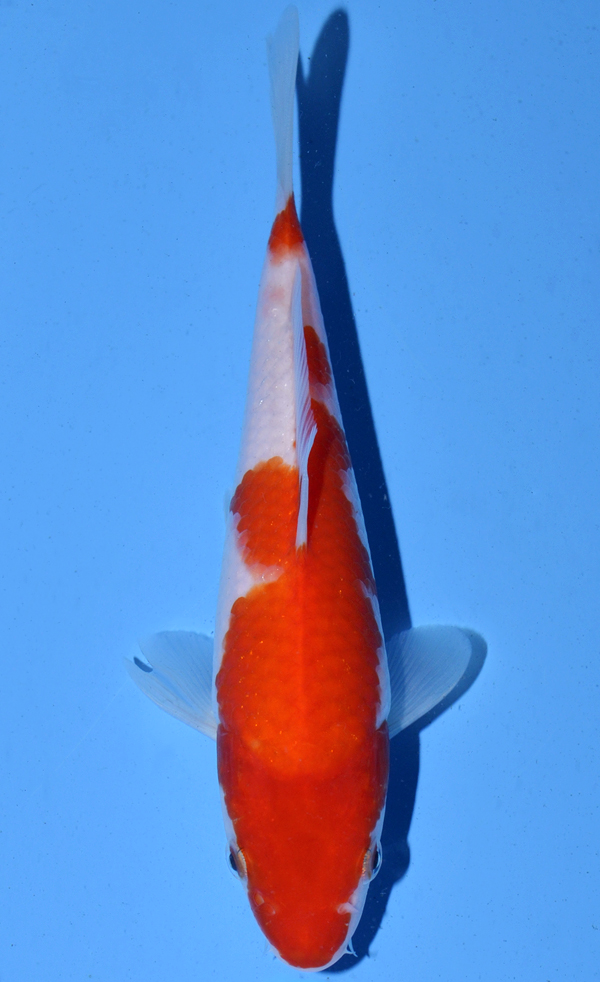 Kohaku