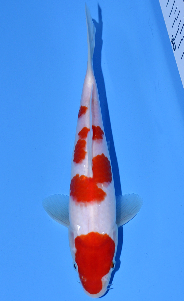 Kohaku