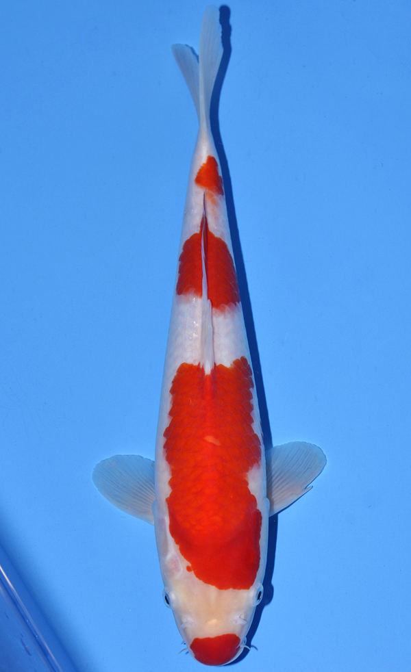 Kohaku