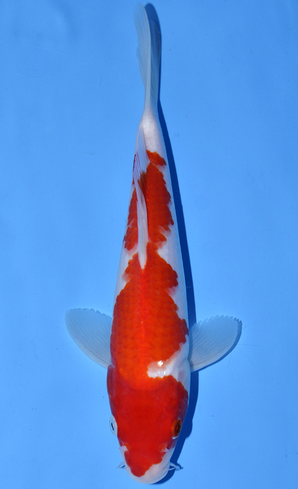 Kohaku