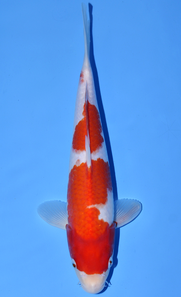 Kohaku