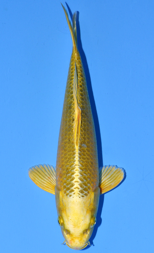 Mukashi Ogon