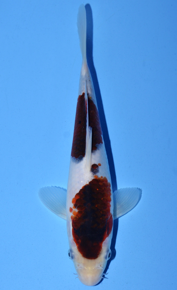 Koromo