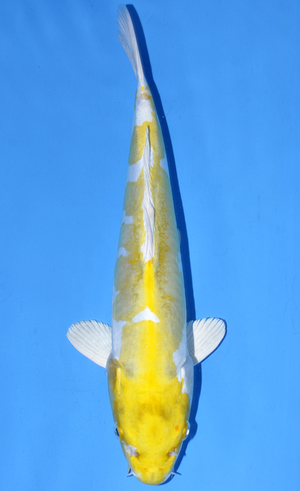 Hariwake