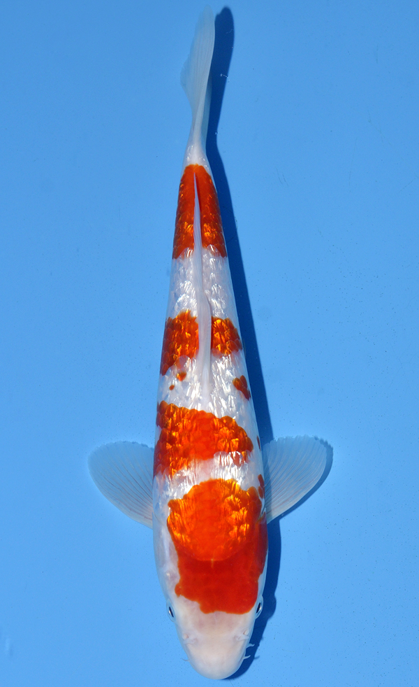 Ginrin Kohaku