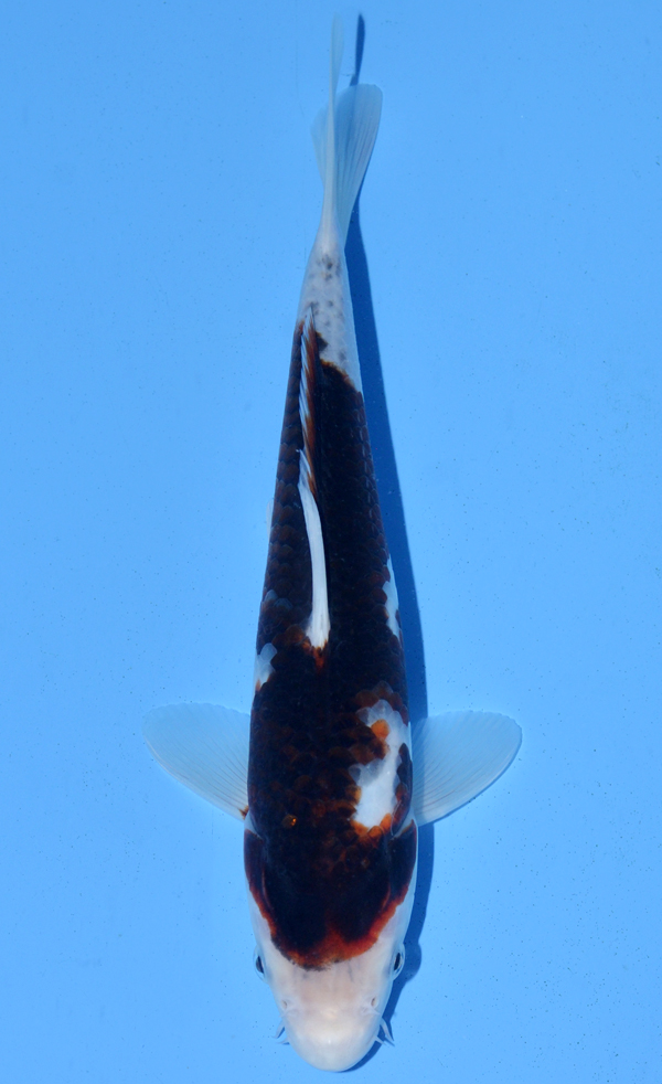Koromo
