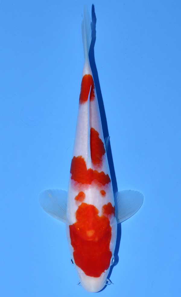 Kohaku