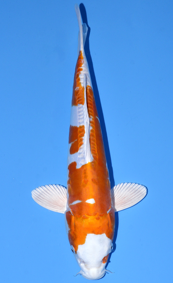 Kikusui