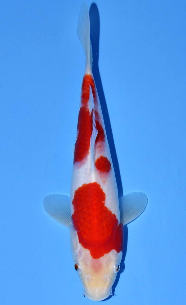 Kohaku