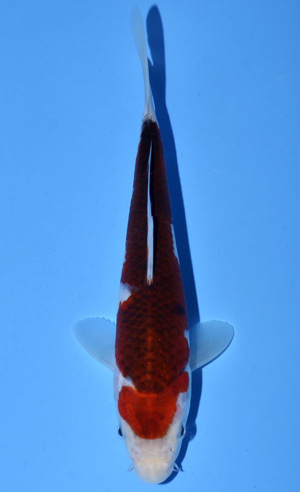 Koromo