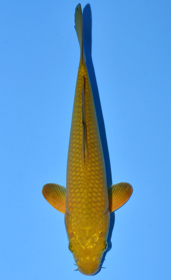 Chagoi