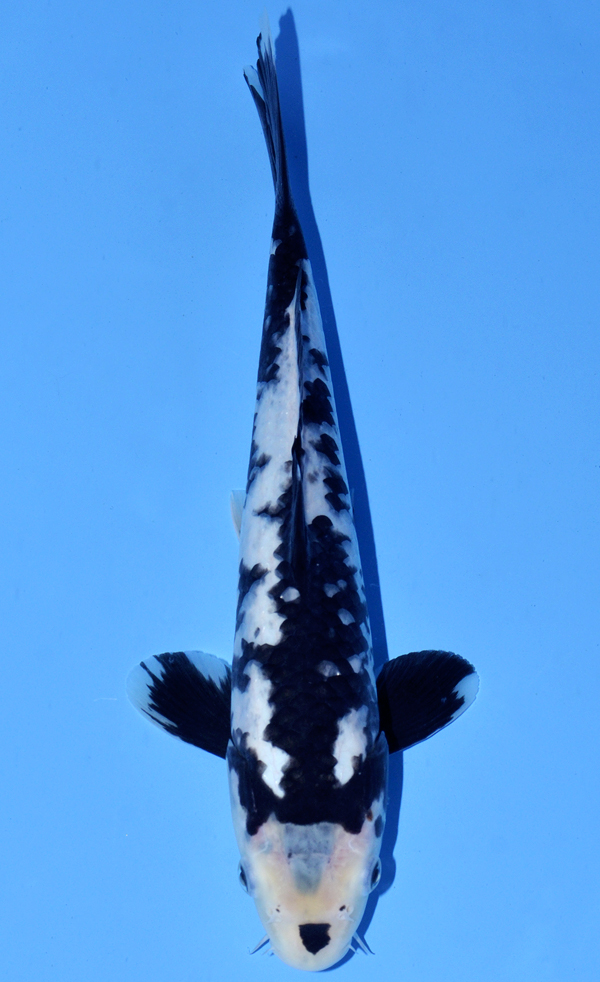 Matsukawabake