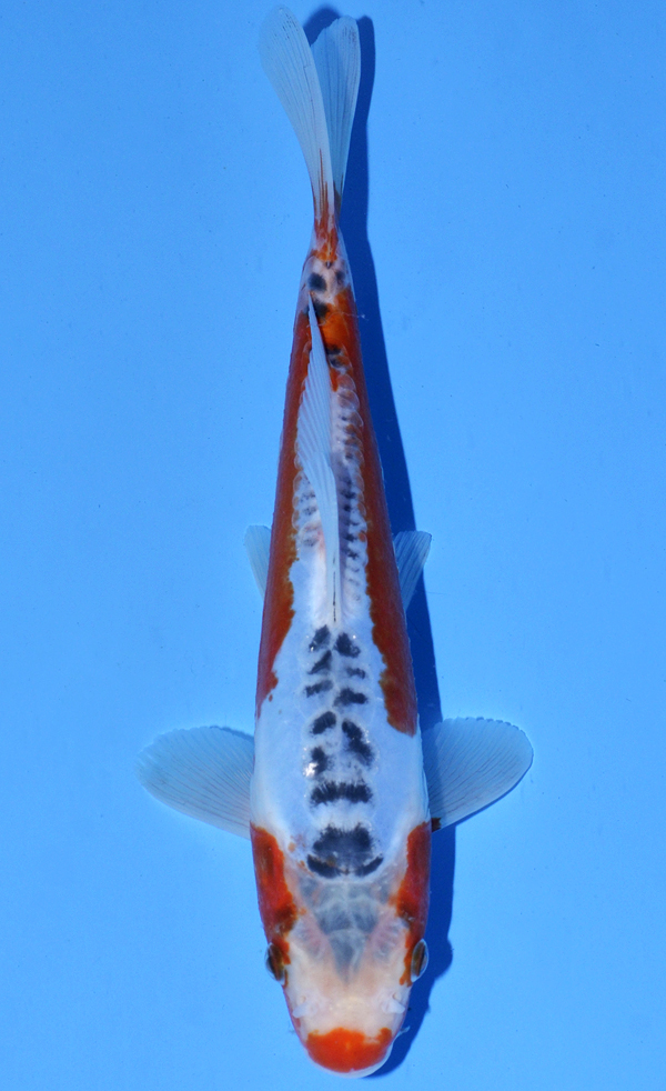 Hana Shusui