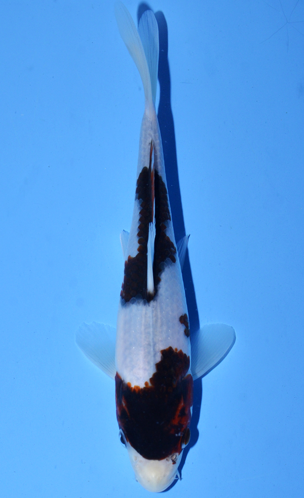 Budo Goromo