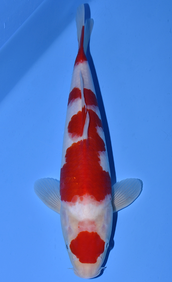 Maruten Kohaku