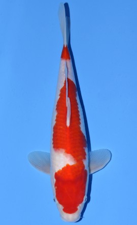 Kohaku