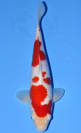 Kohaku