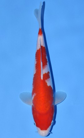 Kohaku