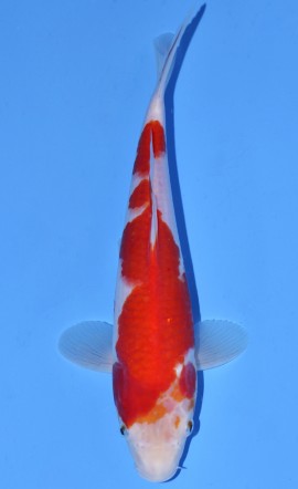 Kohaku