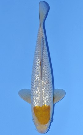 Tancho Ochiba