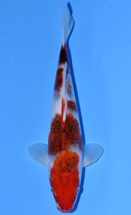Koromo
