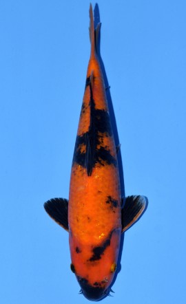 Hi Utsuri